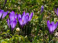 Lila Krokusse im Gegenlicht